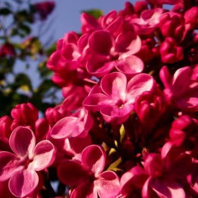 Сирень Москва